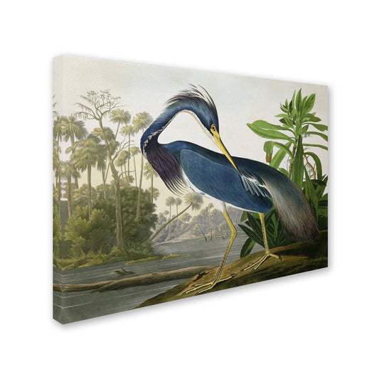 L'œuvre sur toile « Héron de Louisiane » de John James Audubon, créée par Curated Nomad.