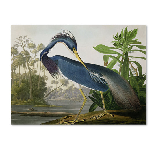 L'œuvre sur toile « Héron de Louisiane » de John James Audubon, créée par Curated Nomad.